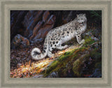 Snow Leopard