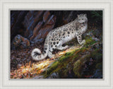 Snow Leopard