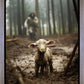 The Good Shepherd is on the Way