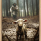 The Good Shepherd is on the Way