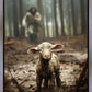 The Good Shepherd is on the Way