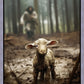 The Good Shepherd is on the Way
