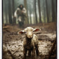 The Good Shepherd is on the Way