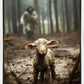 The Good Shepherd is on the Way