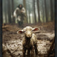 The Good Shepherd is on the Way