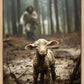 The Good Shepherd is on the Way