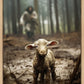 The Good Shepherd is on the Way