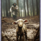 The Good Shepherd is on the Way