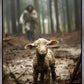 The Good Shepherd is on the Way