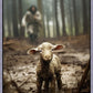 The Good Shepherd is on the Way