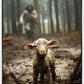 The Good Shepherd is on the Way
