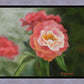 Pink Flower