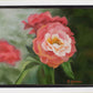 Pink Flower