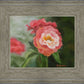 Pink Flower