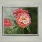 Pink Flower