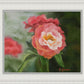 Pink Flower