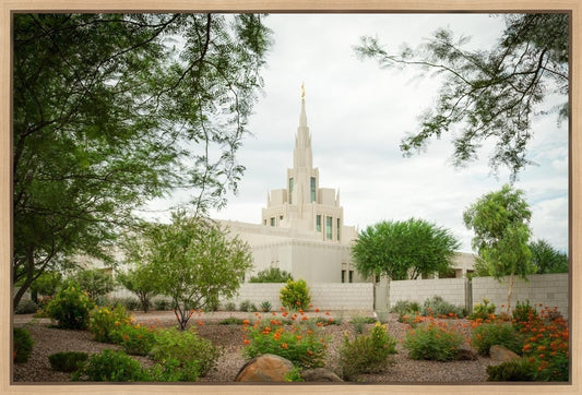 Phoenix Spring Blooms