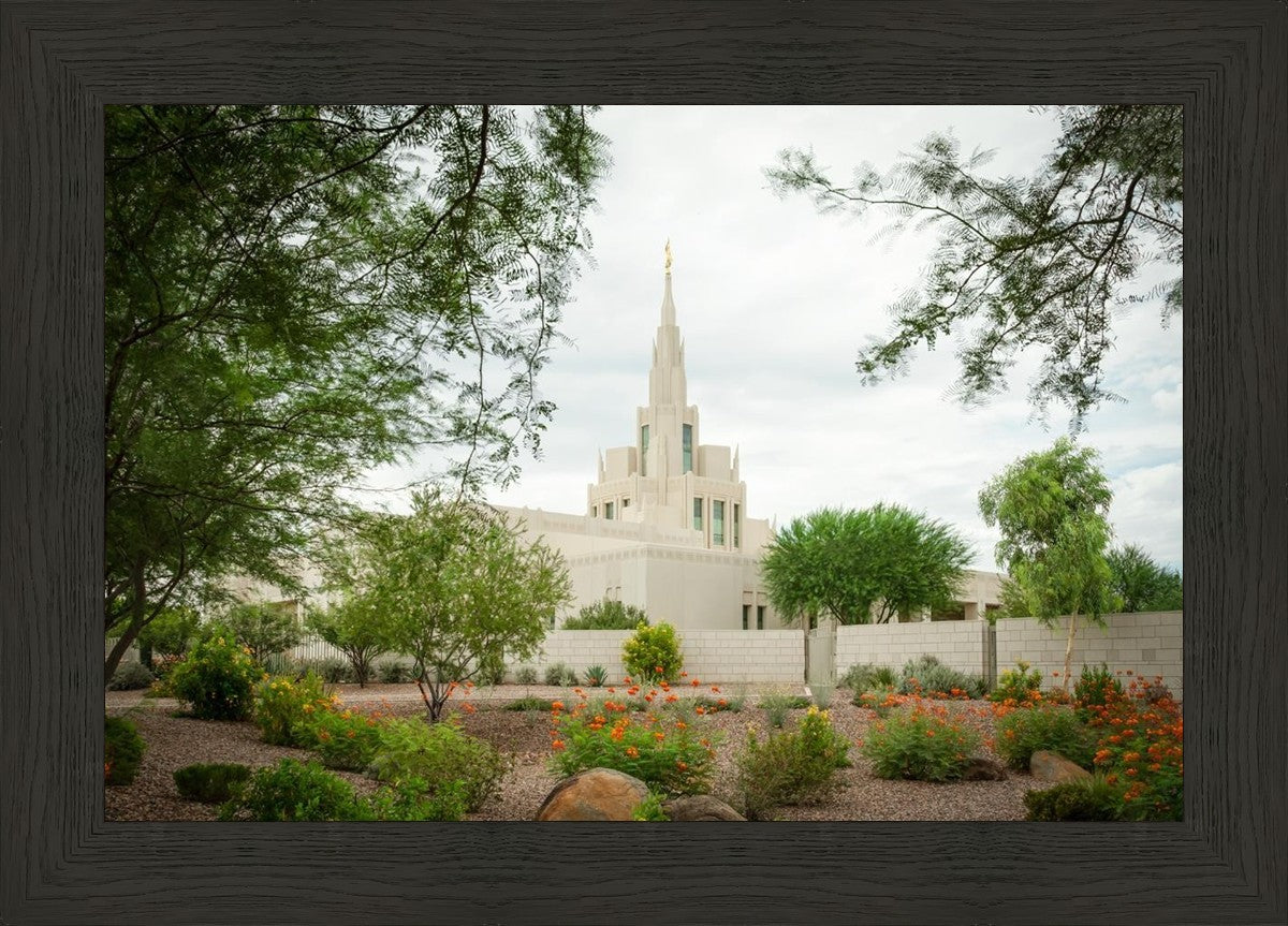 Phoenix Spring Blooms
