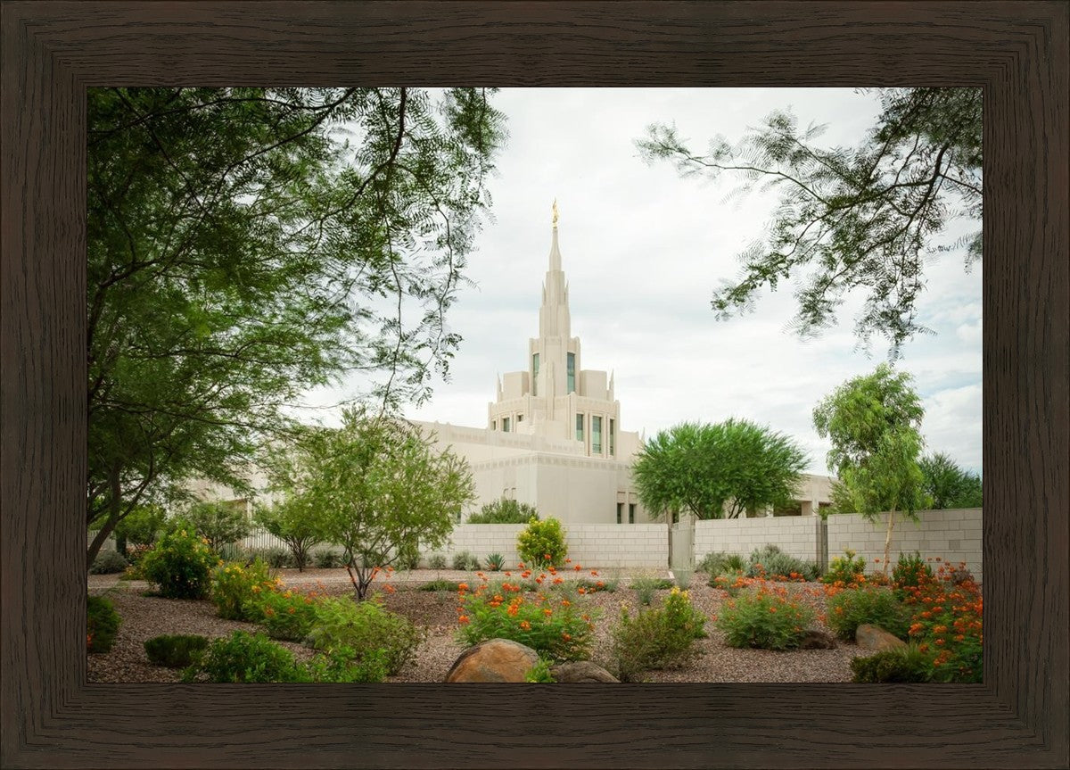 Phoenix Spring Blooms