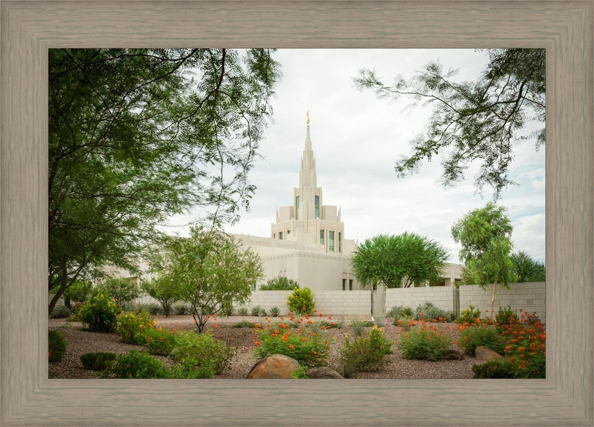 Phoenix Spring Blooms