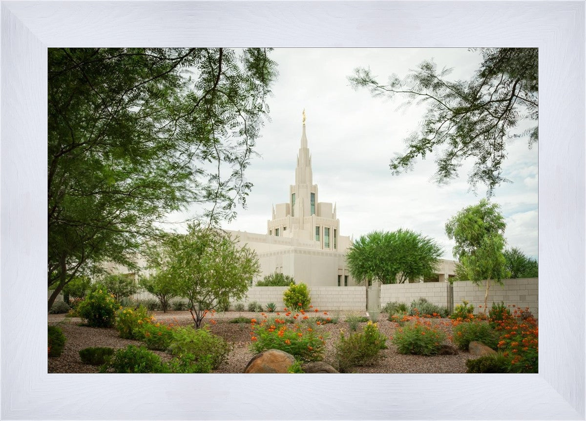 Phoenix Spring Blooms
