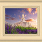 Payson Temple Blooming Lavender