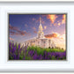 Payson Temple Blooming Lavender