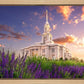Payson Temple Blooming Lavender