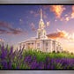 Payson Temple Blooming Lavender