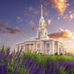 Payson Temple Blooming Lavender