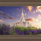 Payson Temple Blooming Lavender