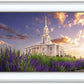 Payson Temple Blooming Lavender