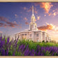 Payson Temple Blooming Lavender