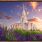 Payson Temple Blooming Lavender