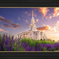 Payson Temple Blooming Lavender