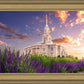 Payson Temple Blooming Lavender