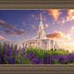 Payson Temple Blooming Lavender