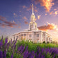 Payson Temple Blooming Lavender
