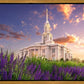 Payson Temple Blooming Lavender