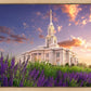 Payson Temple Blooming Lavender
