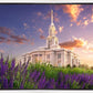 Payson Temple Blooming Lavender