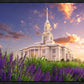 Payson Temple Blooming Lavender