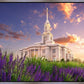 Payson Temple Blooming Lavender