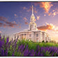 Payson Temple Blooming Lavender