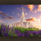 Payson Temple Blooming Lavender
