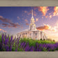 Payson Temple Blooming Lavender
