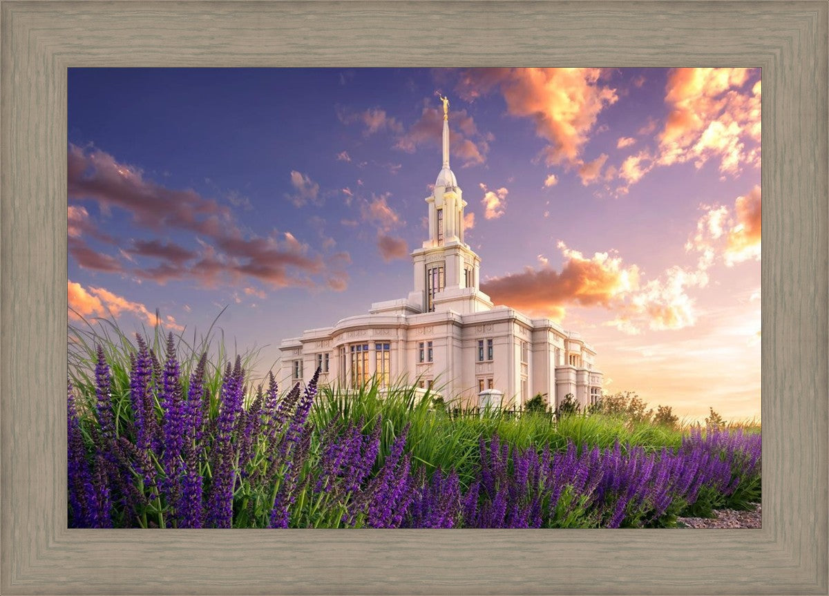 Payson Temple Blooming Lavender