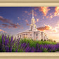 Payson Temple Blooming Lavender