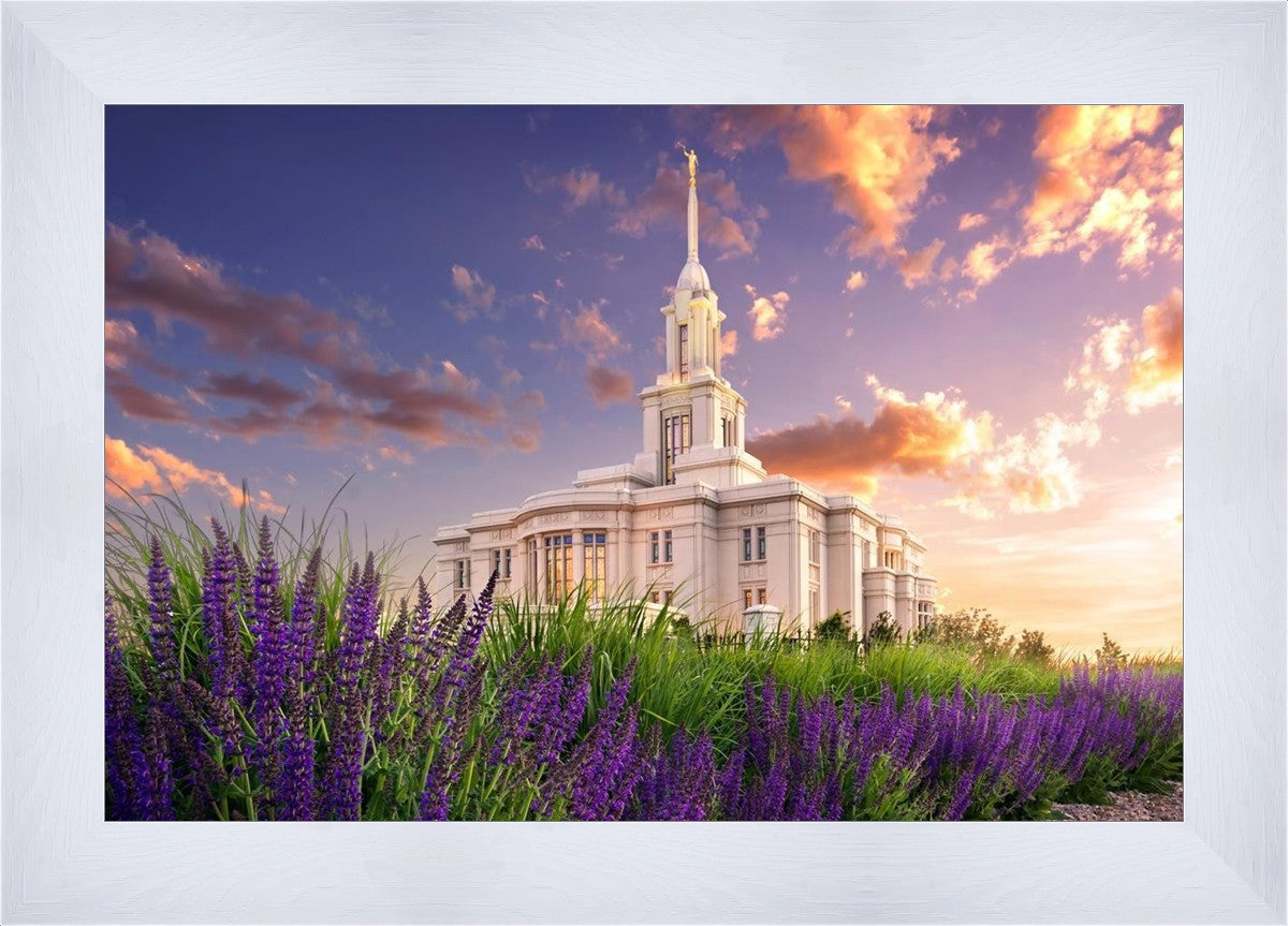 Payson Temple Blooming Lavender