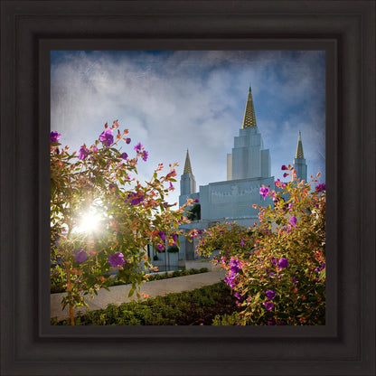 Oakland Brightness and Glory